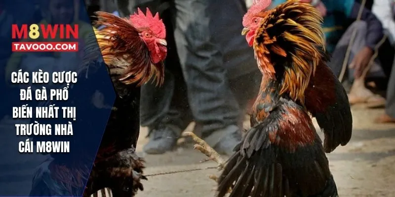 Các kèo cược đá gà phổ biến nhất thị trường nhà cái M8WIN