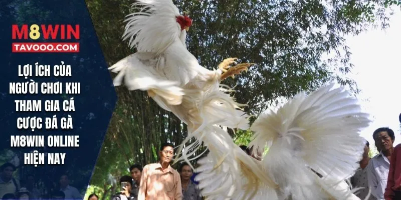 Lợi ích của người chơi khi tham gia cá cược đá gà M8WIN online hiện nay